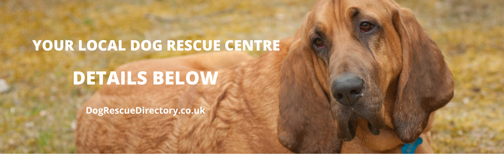 small dog rescue centres