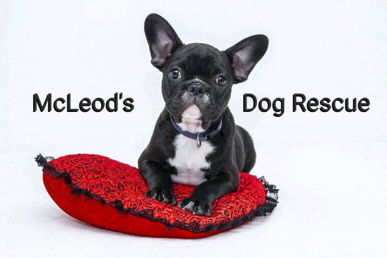 AddTextToPhoto 12 7 2020 2 22 40 768x512