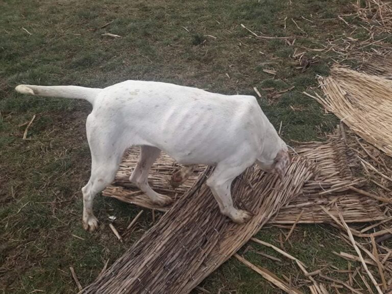 21 768x576