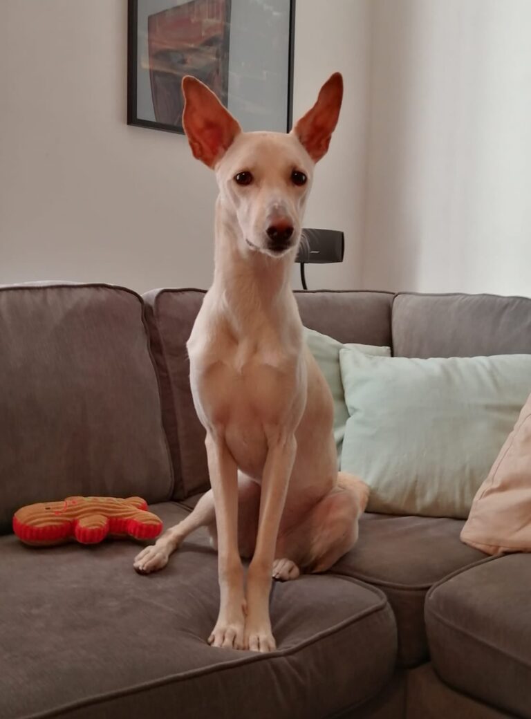 271897570 135741428914036 72443475293246220 n 768x1040