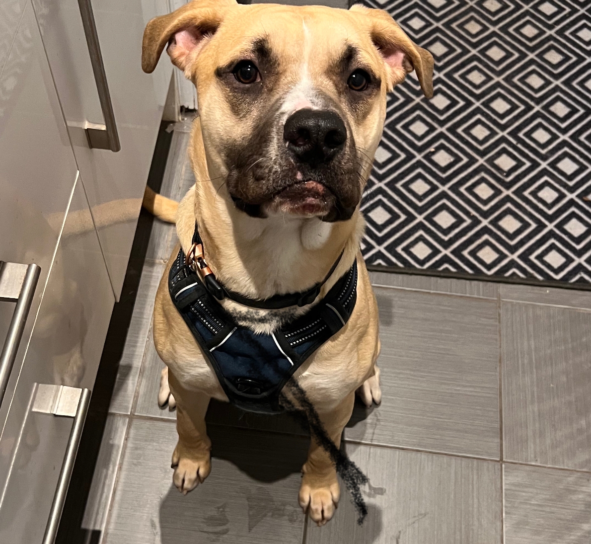 Big Puppy looking for new forever home Dog Rescue Directory