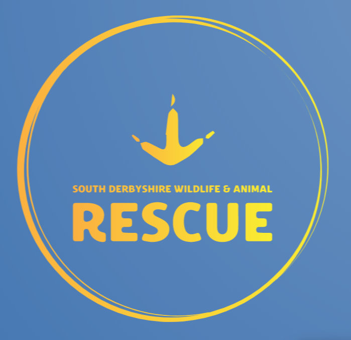 blue logo