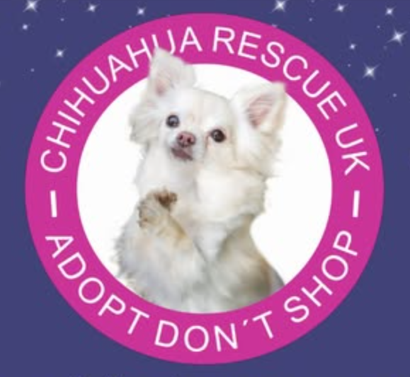 Chihuahua Rescue UK Chihuahua Rescue UK
