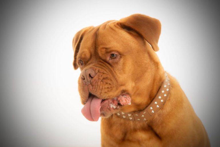 Dogue De Bordeaux Rescue UK