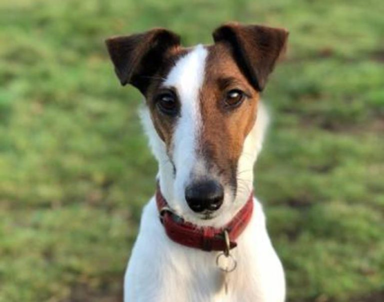 Fox Terrier Rescue UK