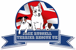 Jack Russell Dog Rescue UK