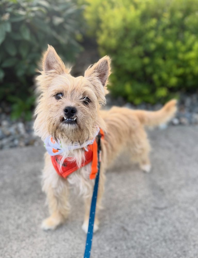 anonyig.io Instagram foreverhomedogrescue 3965849764828141147 1733747772 768x998