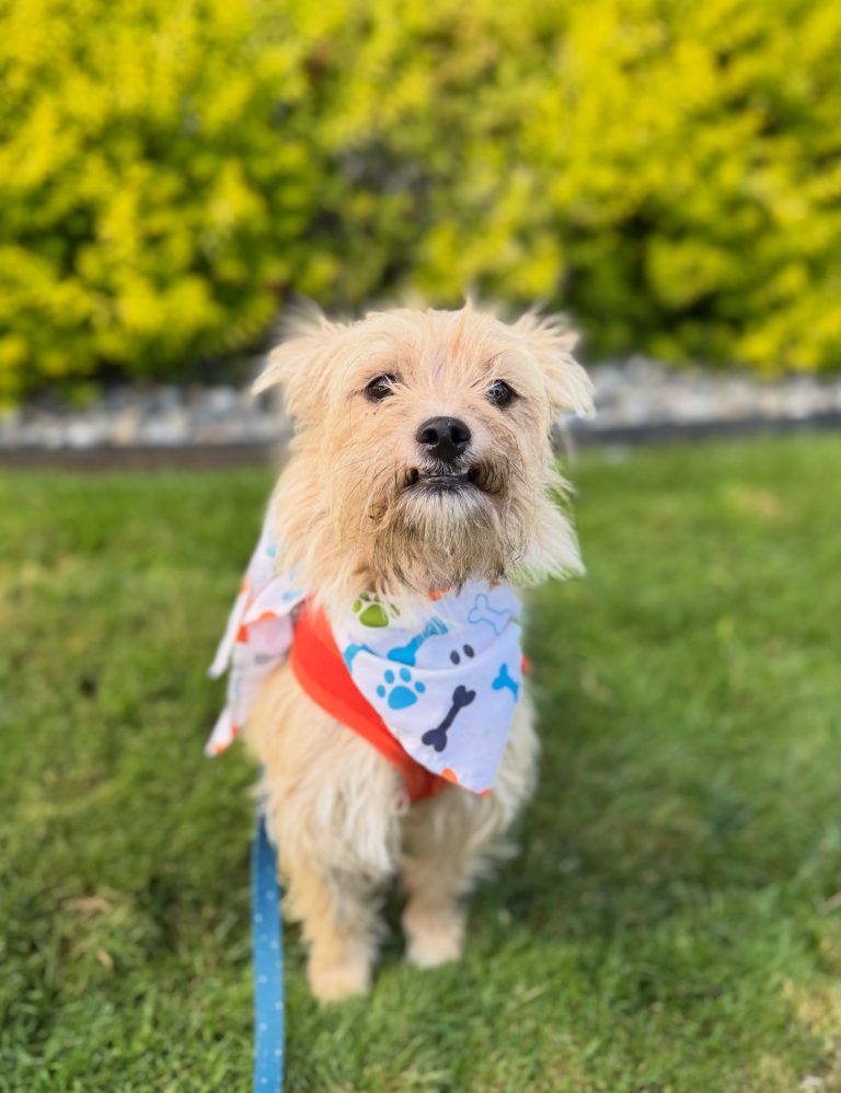 anonyig.io Instagram foreverhomedogrescue 3965849797820435867 1733747772 768x998